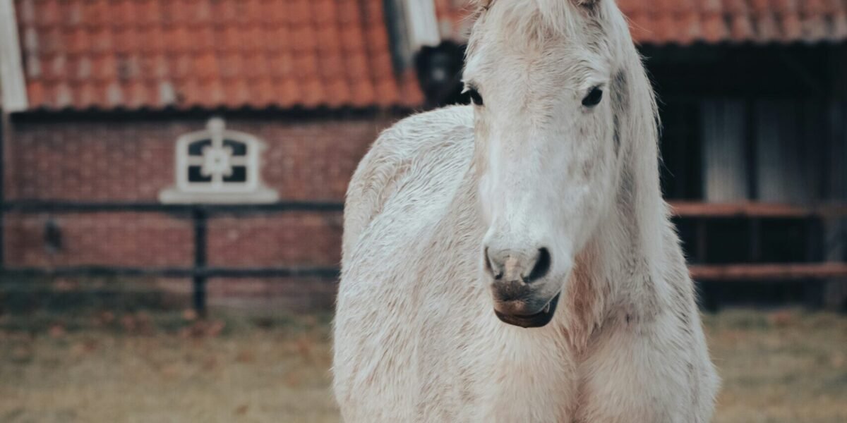 La maladie de Cushing