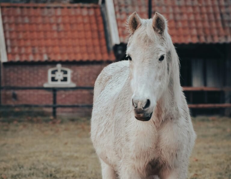 Lire la suite à propos de l’article La maladie de Cushing