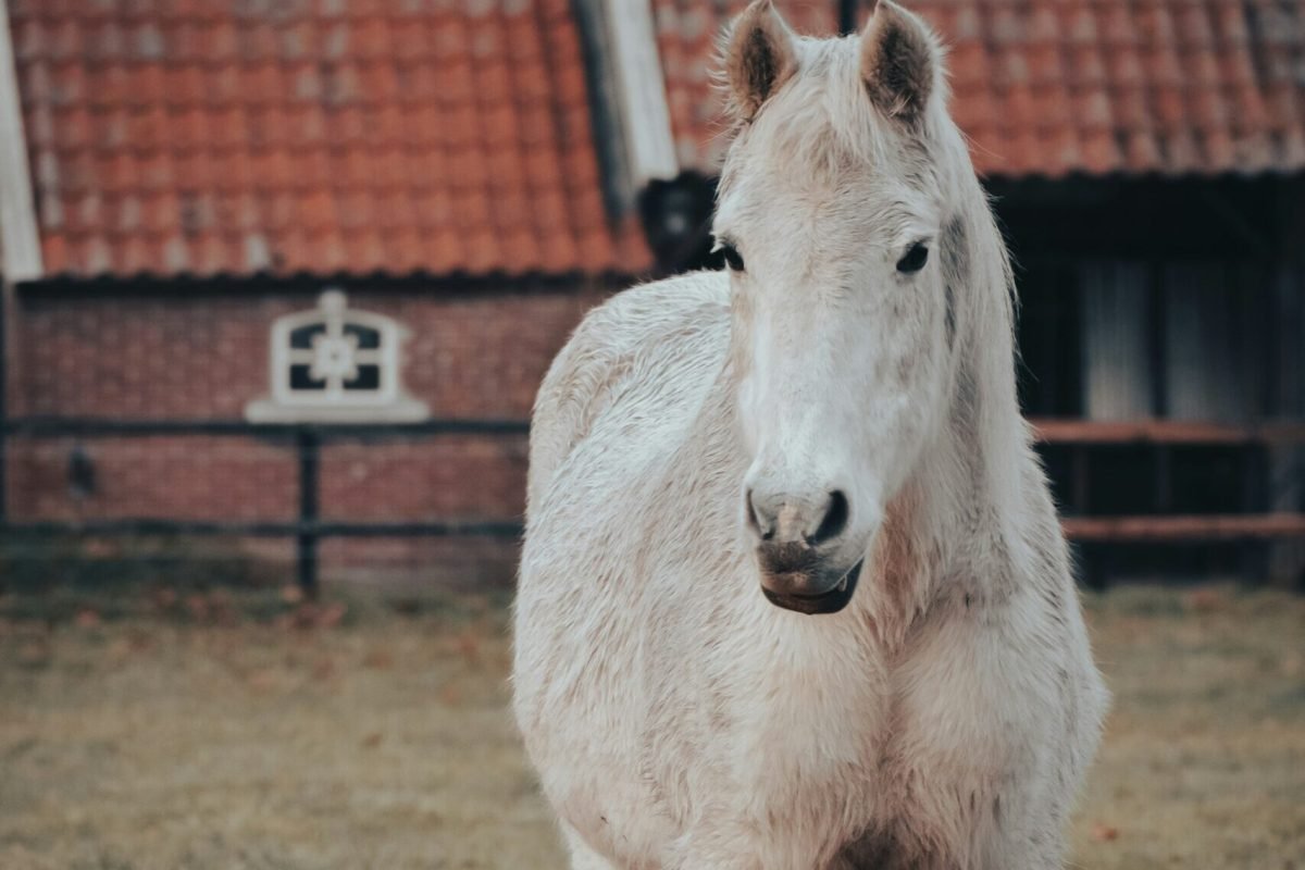 La maladie de Cushing